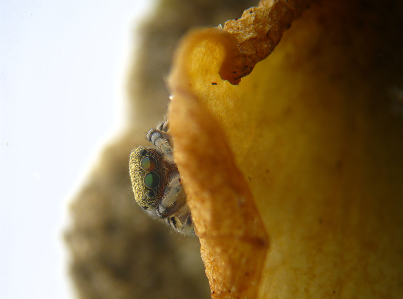 Piccolissimo Salticidae:  Ballus chalybeius - Albizzate (VA)